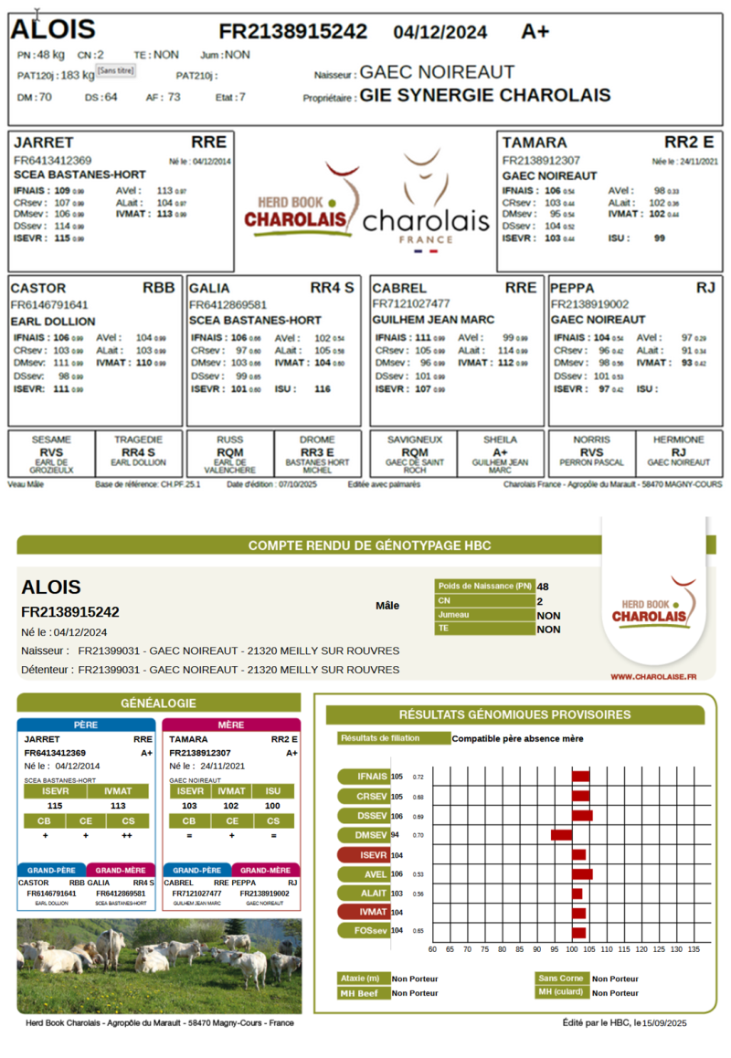 genealogie taureau charolais ALOIS