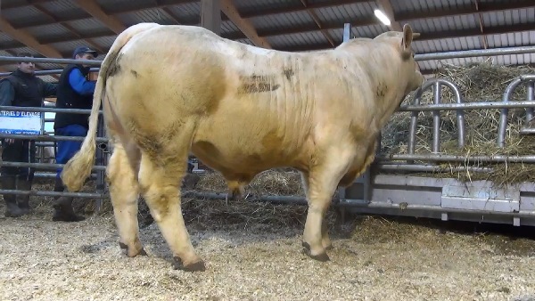 reproducteur charolais inscrit NAZARIN