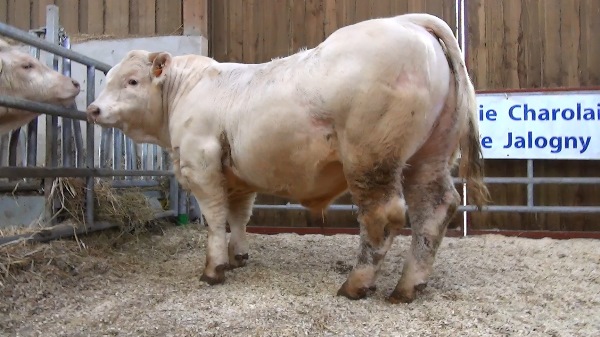 reproducteur charolais inscrit OKAPI