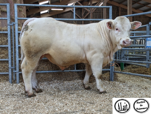 reproducteur charolais inscrit TIVOLI