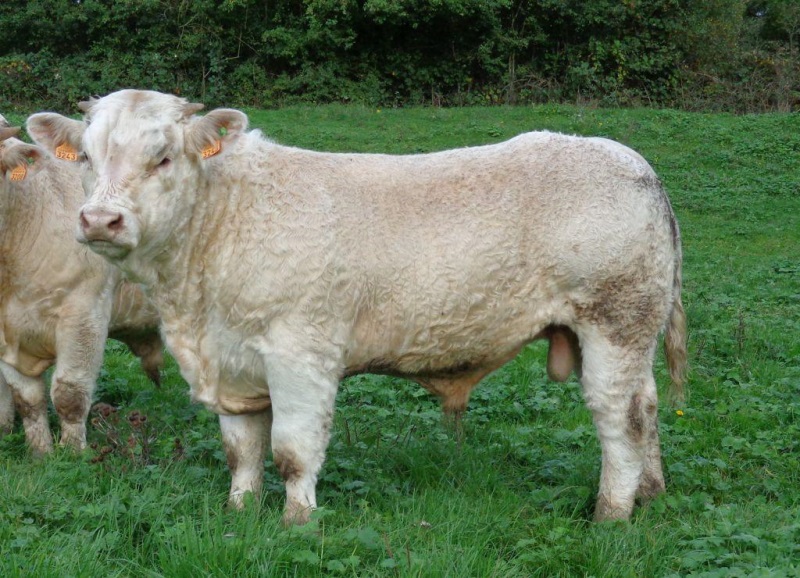 reproducteur charolais inscrit IMPATIENT