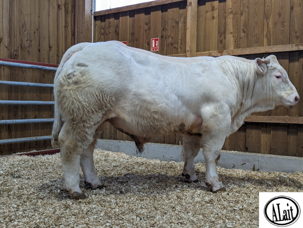 reproducteur charolais inscrit UGO
