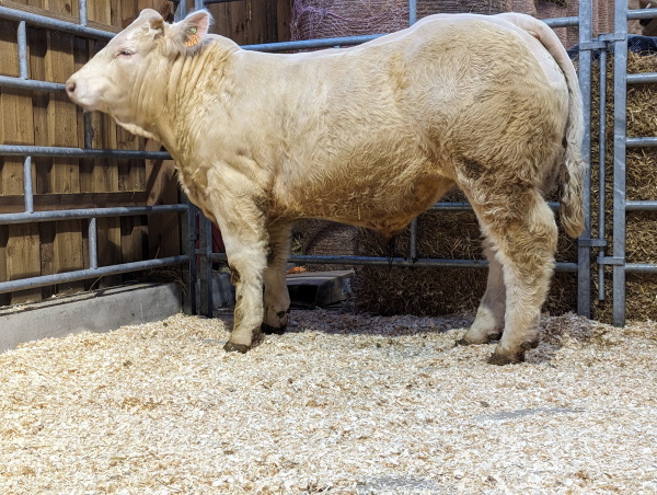 reproducteur charolais inscrit URION