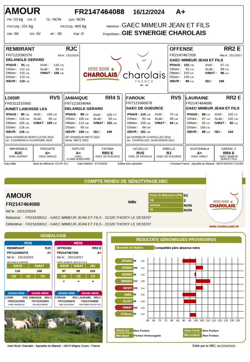 genealogie taureau charolais AMOUR