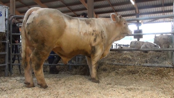 reproducteur charolais inscrit NAUTILUS