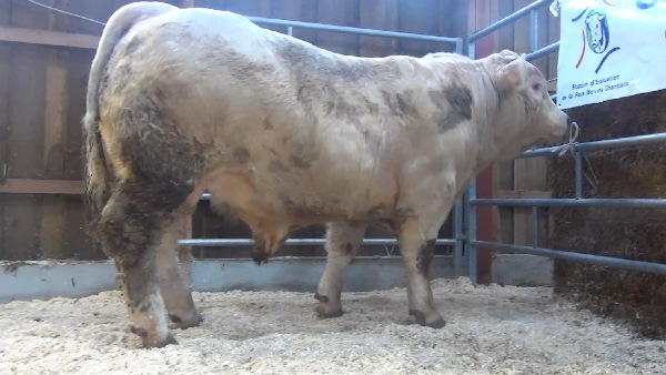 reproducteur charolais inscrit NERON