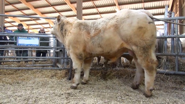 reproducteur charolais inscrit OCEAN