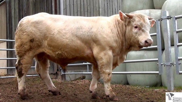 reproducteur charolais inscrit HERON