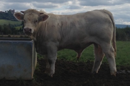 reproducteur charolais inscrit IDALGO