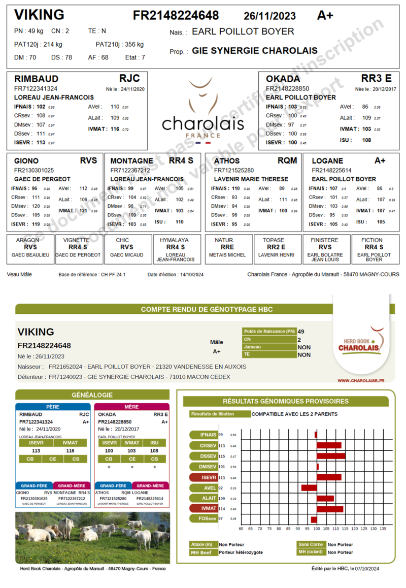 genealogie taureau charolais VIKING