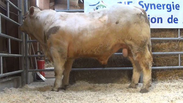 reproducteur charolais inscrit NEMO