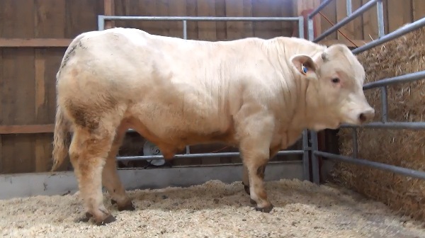 reproducteur charolais inscrit OPIUM