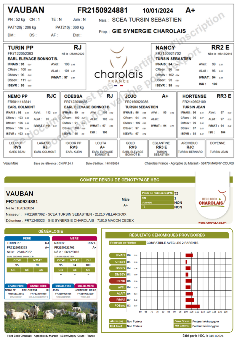 genealogie taureau charolais VAUBAN