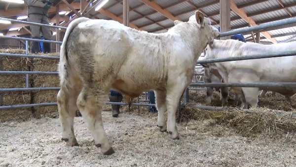 reproducteur charolais inscrit ODEON