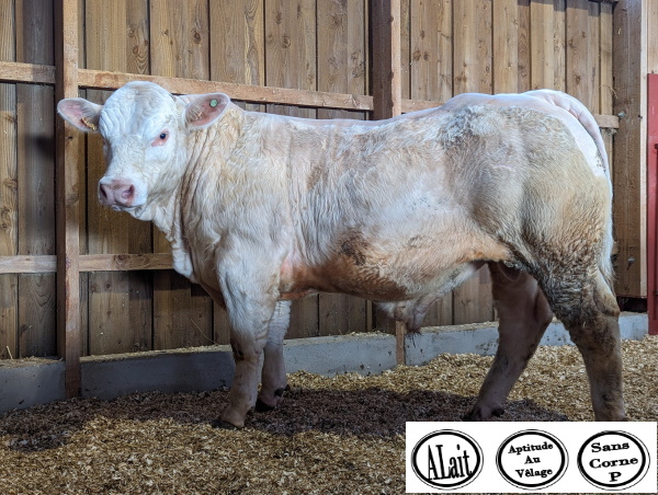 reproducteur charolais inscrit TACCO