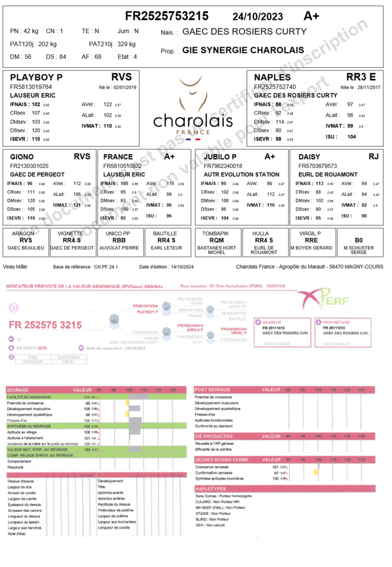genealogie taureau charolais ULTIMO PP