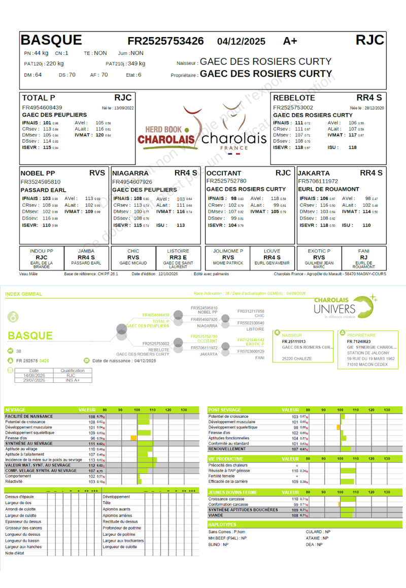 genealogie taureau charolais BASQUE    
