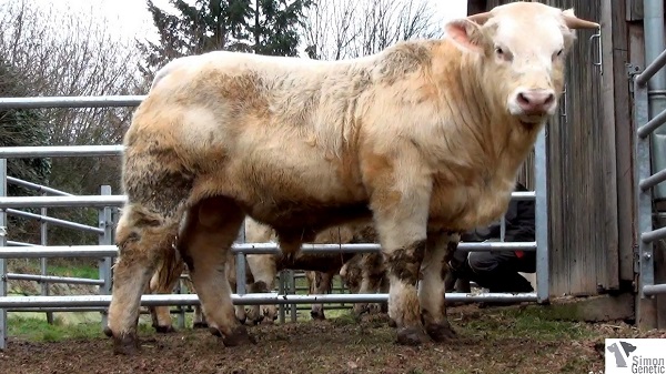 reproducteur charolais inscrit HAVANE