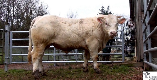 reproducteur charolais inscrit IDEFIX
