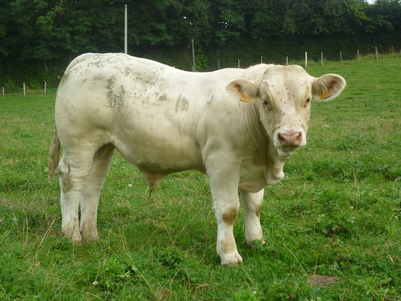 reproducteur charolais inscrit IDEFIX