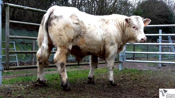 reproducteur charolais inscrit IMPOSTEUR