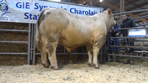 reproducteur charolais inscrit MARTINI