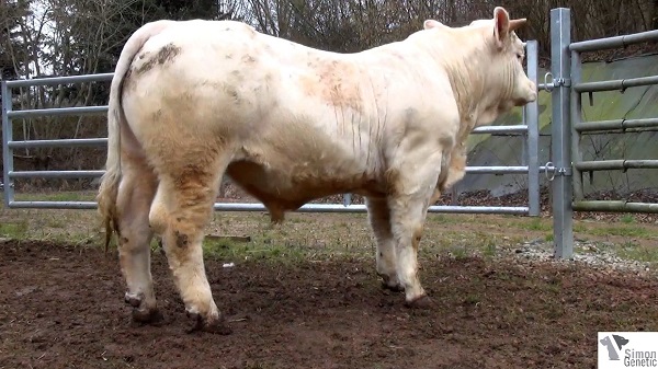 reproducteur charolais inscrit HANNIBAL