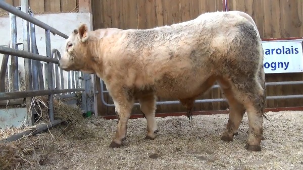 reproducteur charolais inscrit NUTELA