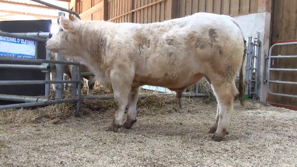 reproducteur charolais inscrit NAZARIN