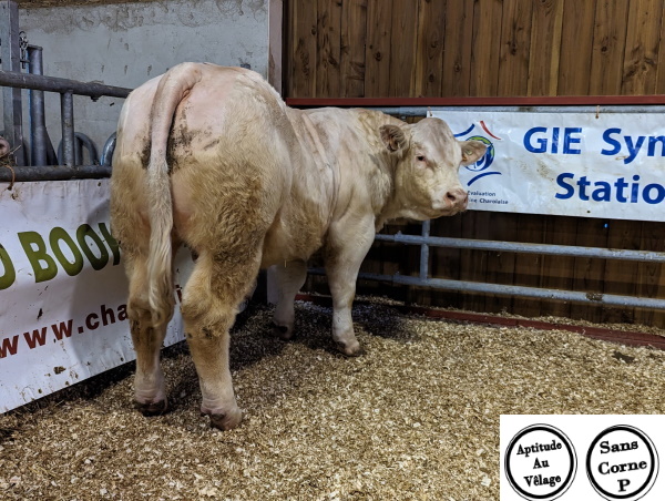 reproducteur charolais inscrit TARANTINO