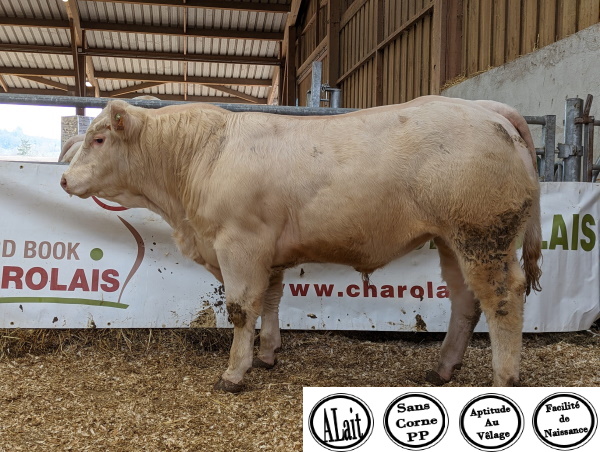 reproducteur charolais inscrit TIGROU P
