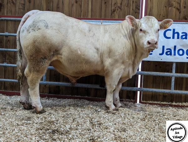 reproducteur charolais inscrit TAPALOEIL