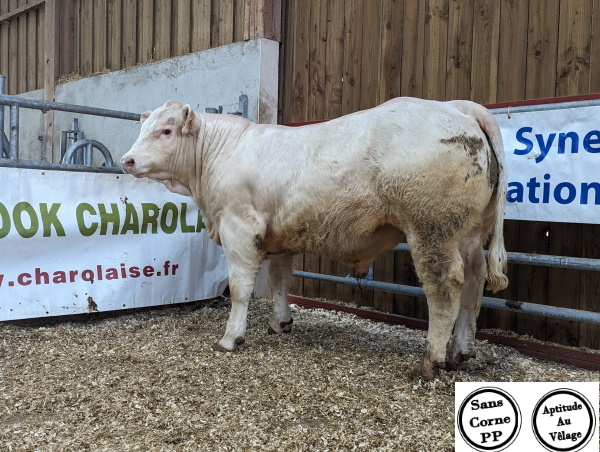 reproducteur charolais inscrit TONKIN