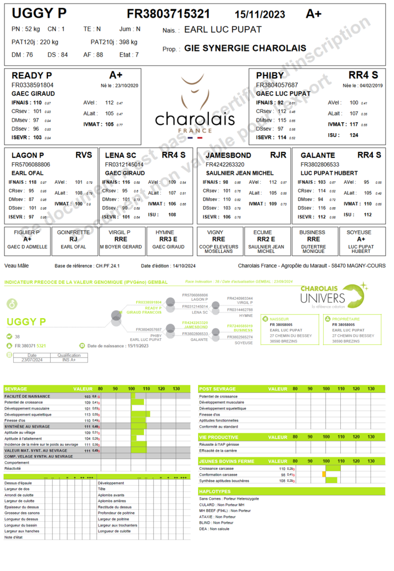 genealogie taureau charolais UGGY P