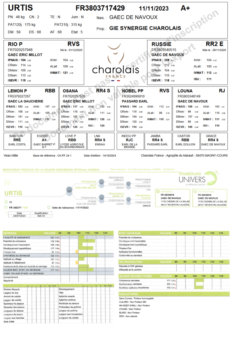 genealogie taureau charolais URTIS