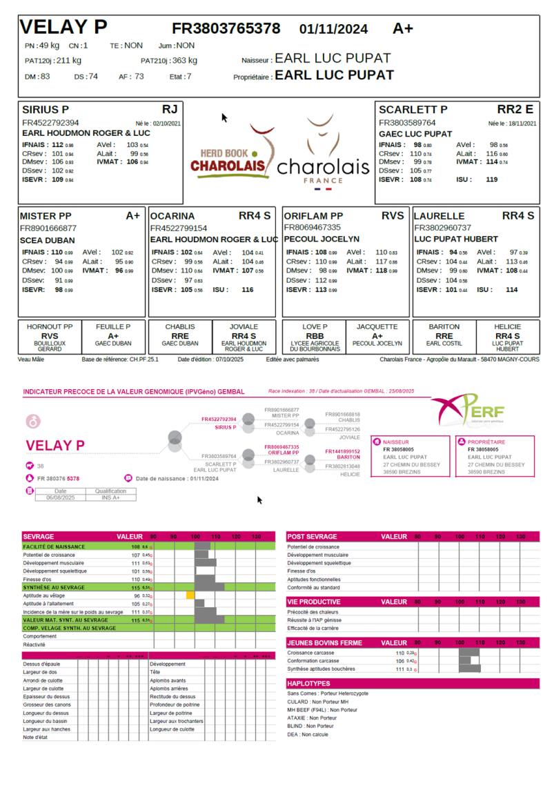 genealogie taureau charolais VELAY P