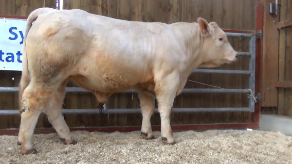 reproducteur charolais inscrit NATURE