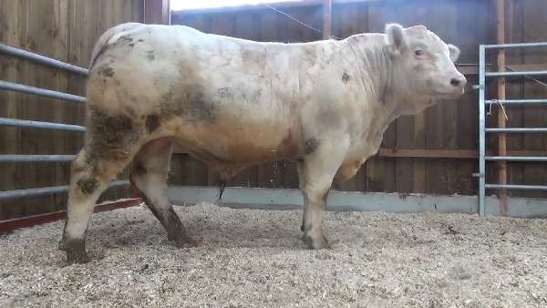 reproducteur charolais inscrit MARIO