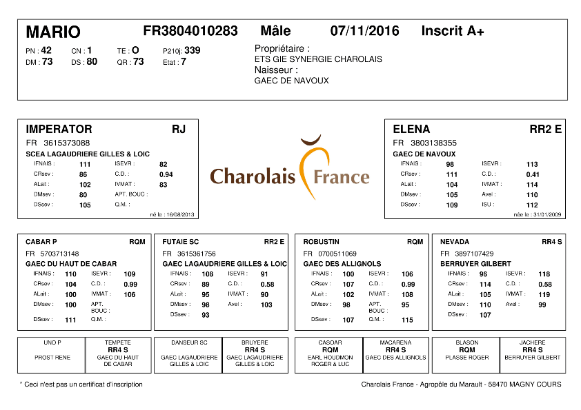 genealogie taureau charolais MARIO