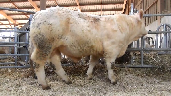 reproducteur charolais inscrit NERBA