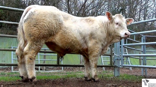 reproducteur charolais inscrit HEROS