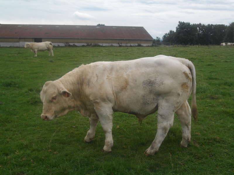 reproducteur charolais inscrit HUBLOT