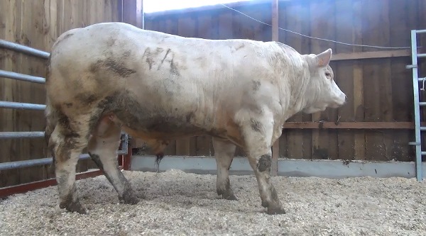 reproducteur charolais inscrit MADDOCK P