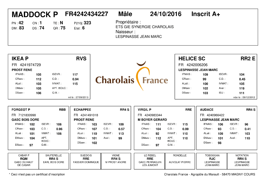 genealogie taureau charolais MADDOCK P