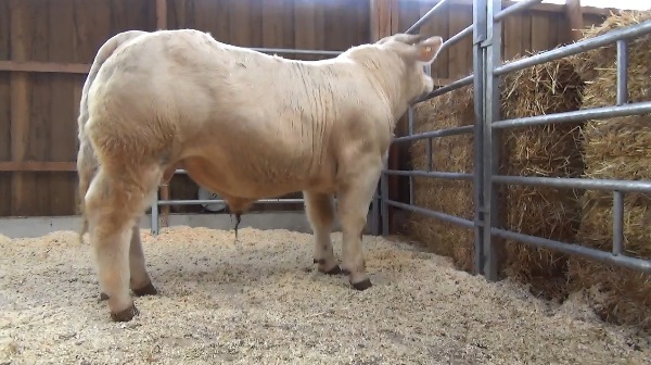 reproducteur charolais inscrit ORIENT