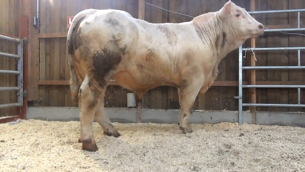reproducteur charolais inscrit MARABOUT
