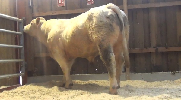 reproducteur charolais inscrit MOJITO