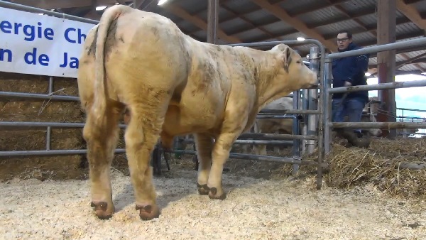 reproducteur charolais inscrit MAGICIEN