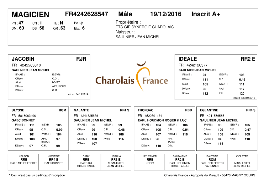 genealogie taureau charolais MAGICIEN