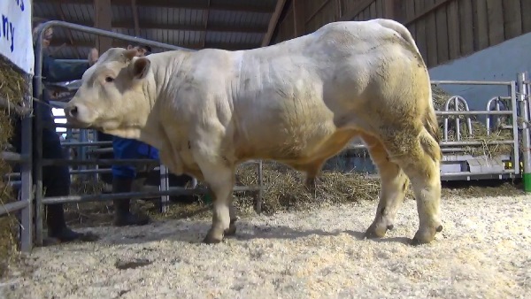 reproducteur charolais inscrit NUAGE